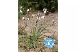 Sortie botanique : à la découverte de la flore des landes !