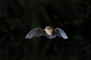Fête de la chauve-souris