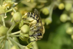Grand jeu à la découverte des pollinisateurs !