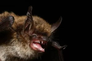 Balade nocturne : à la recherche des chauves-souris