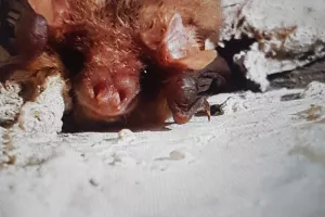 À l’écoute des chauves-souris