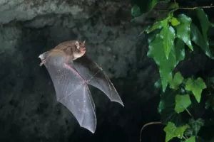 Soirée chauve-souris avec Mendi Gaiak