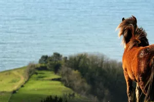 Randonnée accompagnée : A la découverte des pottoks, belvédère sur Saint-Jean-de-Luz