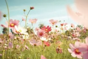 VISITE ACCOMPAGNÉE : SECRETS DES FLEURS ET DES PLANTES