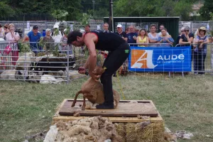 FOIRE AUX BESTIAUX DE MISSÈGRE