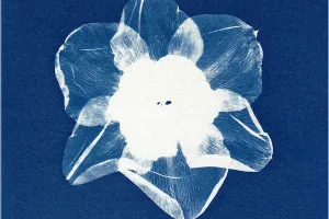 Initiation au cyanotype