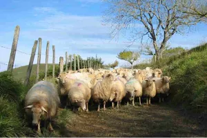 Visite de la ferme Landran et repas fermier