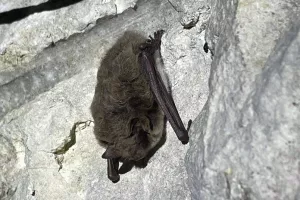 La danse des chauves-souris
