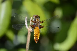 Odonates  : Libellules ou Demoiselles