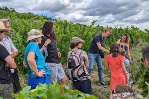 Balades dans les vignes & dégustation