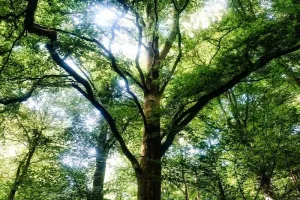 Journée de Sylvothérapie • La Sagesse du Hêtre