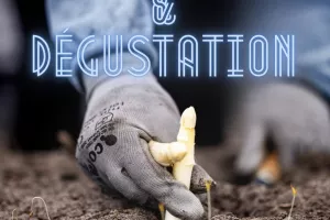 Découverte de l'aspergeraie