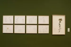 L'œuvre du jour : Plants and People