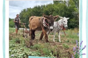 Découvrez le travail du sol par traction animale