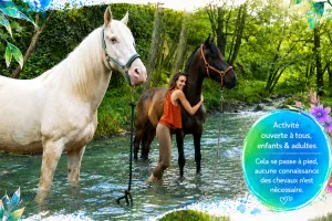 Baignade et détente avec les chevaux
