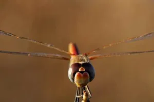 Entre deux mondes : la vie des libellules - Dimanche Nature