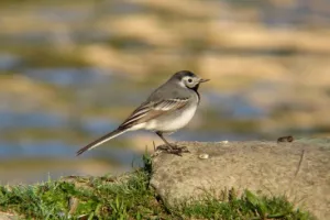 Sortie Bords de Vienne