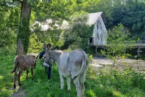 Visite de l'élevage des Ânes Voyageurs