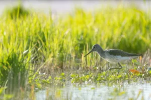 Découverte Ornithologique