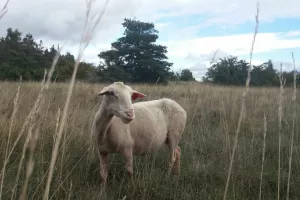 Larzac ! - Philippe Durand