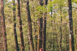 Bain de forêt aux Gayeulles !