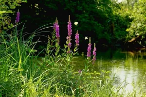 Balade découverte des plantes - La Médiathèque met les Voiles