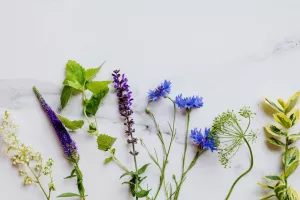 Sortie CPIE : Plantes sauvages comestibles
