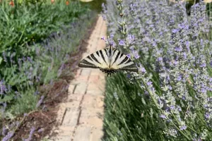 Animations sensorielles Jardins du Château Val Joanis