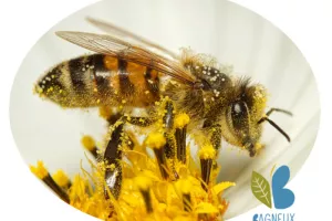 La pollinisation, Kesako ?
