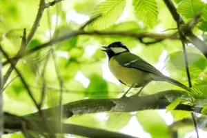Été actif - Les oiseaux de la forêt et leurs chants.