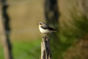 Les oiseaux des villes dans le parc et les jardins de l'Auzette