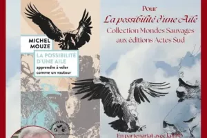 Rencontre littéraire autour de " la possibilité d'une aile " - librairie Syllabes