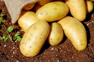 Fête de la patate