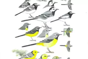 Quel est cet oiseau ?