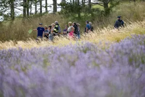 Randonnée familiale dans les champs de lavande du Vercors