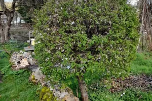 Observation des oiseaux