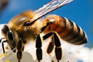 Les Ateliers Ecolo avec France Nature Environnement