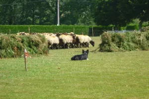 Concours de chiens de bergers