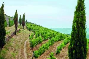Musique dans les Vignes à Savennières près d'Angers