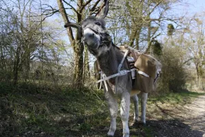 Randonnée AVEC les ânes