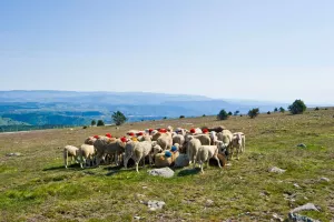 PASTORALISME ET BIODIVERSITÉ SUR LE MONT LOZÈRE