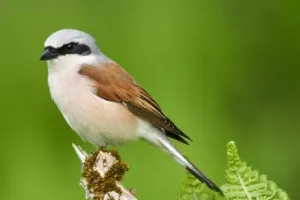 Sortie naturaliste au Foyer Rural