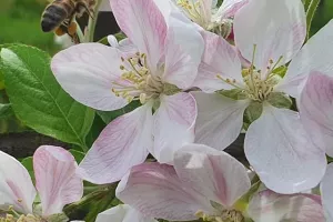 Visite ludique en famille du Verger BIO de Quinsac
