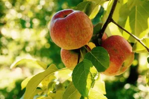 Fête de la Pomme et marché festif