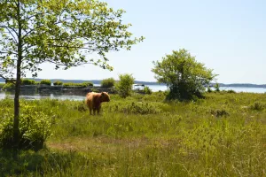 Découverte des prairies au bord du lac de Sanguinet