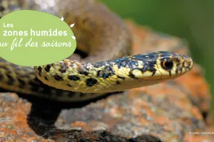 Les zones humides au fil des saisons : A la découverte du Liron