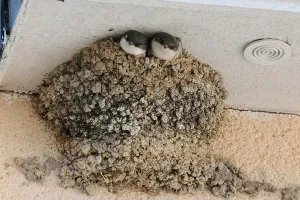 Qui vit dans le bâti ?