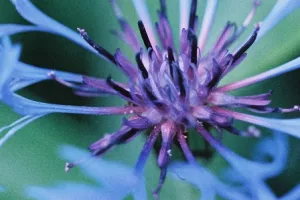 Au milieu du Noir des Iles Jardin