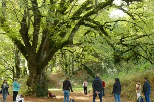 Harmonie avec la nature et l'habitat : découverte de la géobiologie