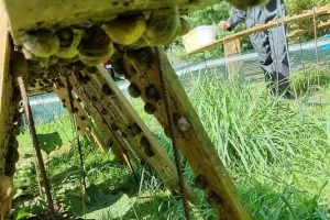 La Cour d'Escargots : découvrez l'envers de la Coquille !